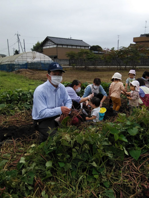 さつまいも掘り