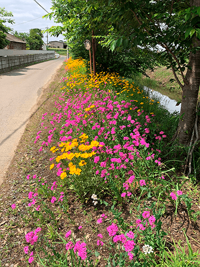 内山街道で思わず車を止めました。花咲く土手に、モンシロチョウが飛んでいました。