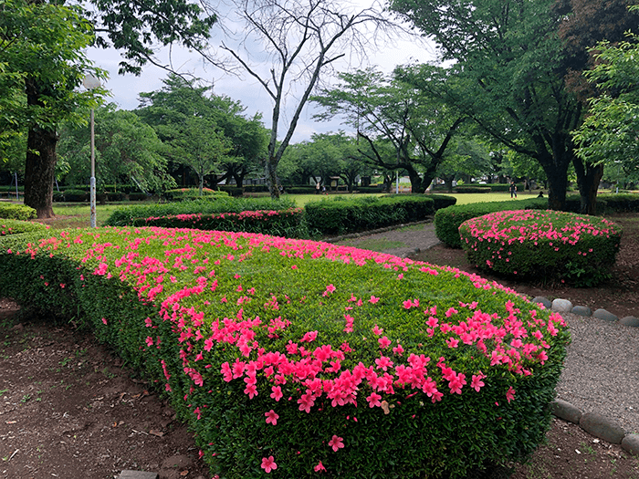 城跡歴史公園で、つつじを鑑賞。