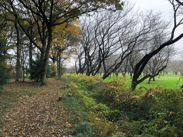 里山の遊歩道