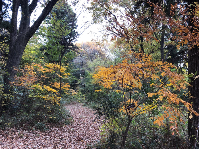 紅葉の散歩道